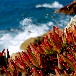 Plantes grasses vert et orange devant la mer - France  - collection de photos clin d'oeil, catégorie plantes